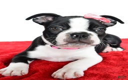 Frenchton dogs for sale: Bailey - Image 2