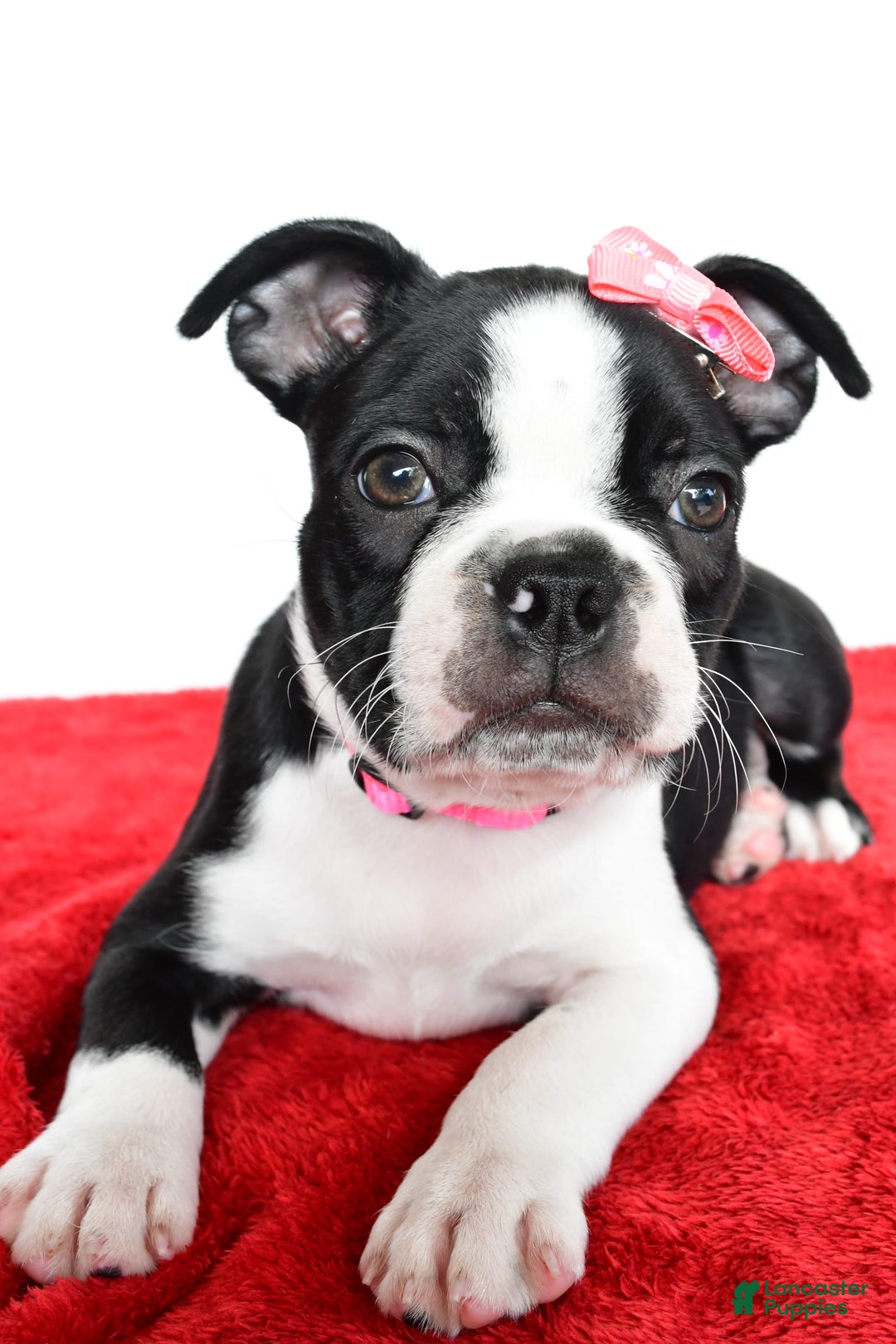 Frenchton dogs for sale: Bailey - Image 2