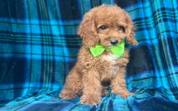 Cockapoo dogs for sale: Taco - Image 1
