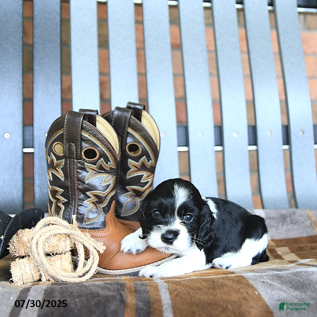 Cocker Spaniel dogs for sale: Kash - Image 4