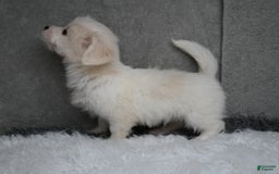 Maltipoo dogs for sale: Timothy - Image 5