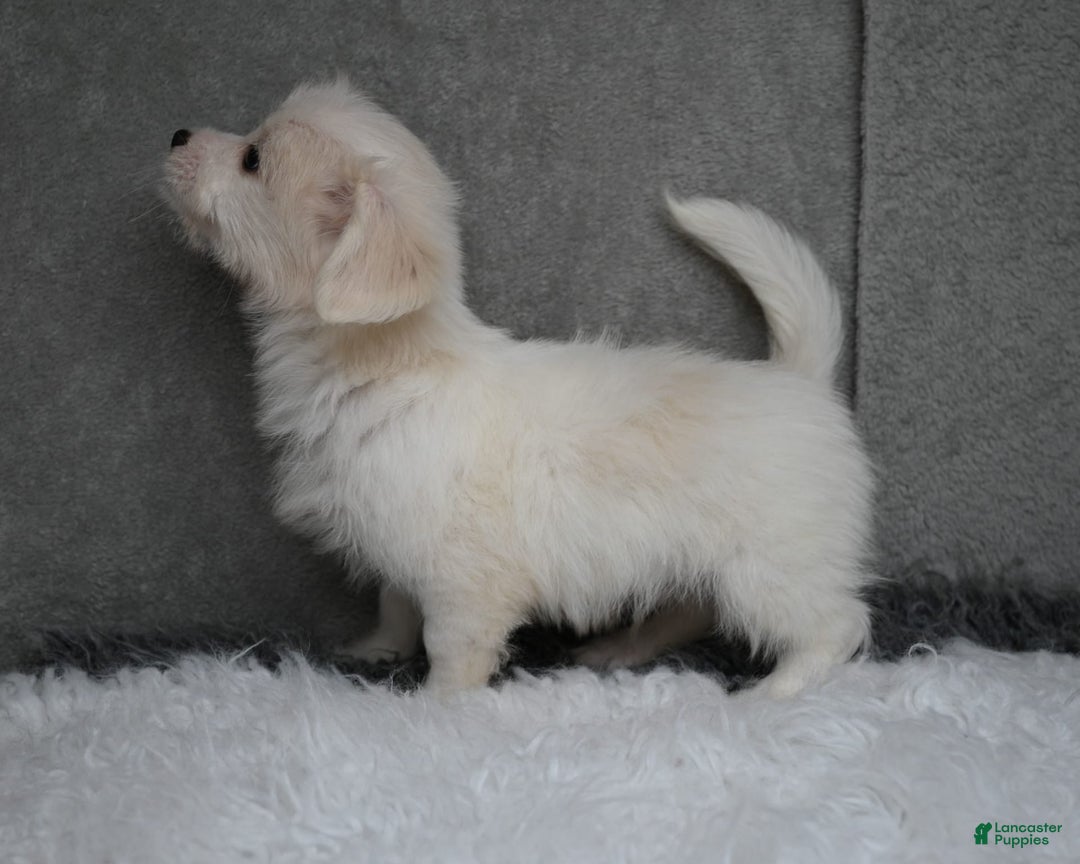 Maltipoo dogs for sale: Timothy - Image 5