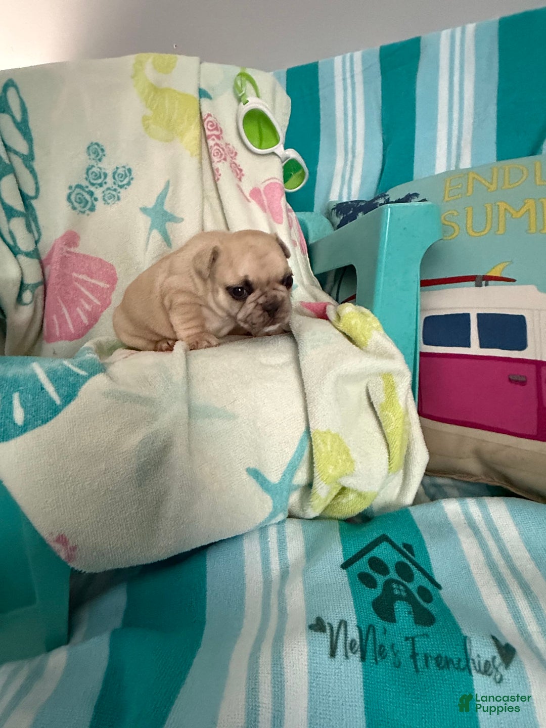 French Bulldog dogs for sale: Akc Cream Black Mask Spot - Image 5