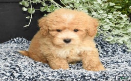 Bichpoo dogs for sale: Sport - Image 7