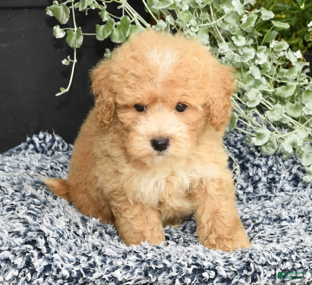 Bichpoo dogs for sale: Sport - Image 7