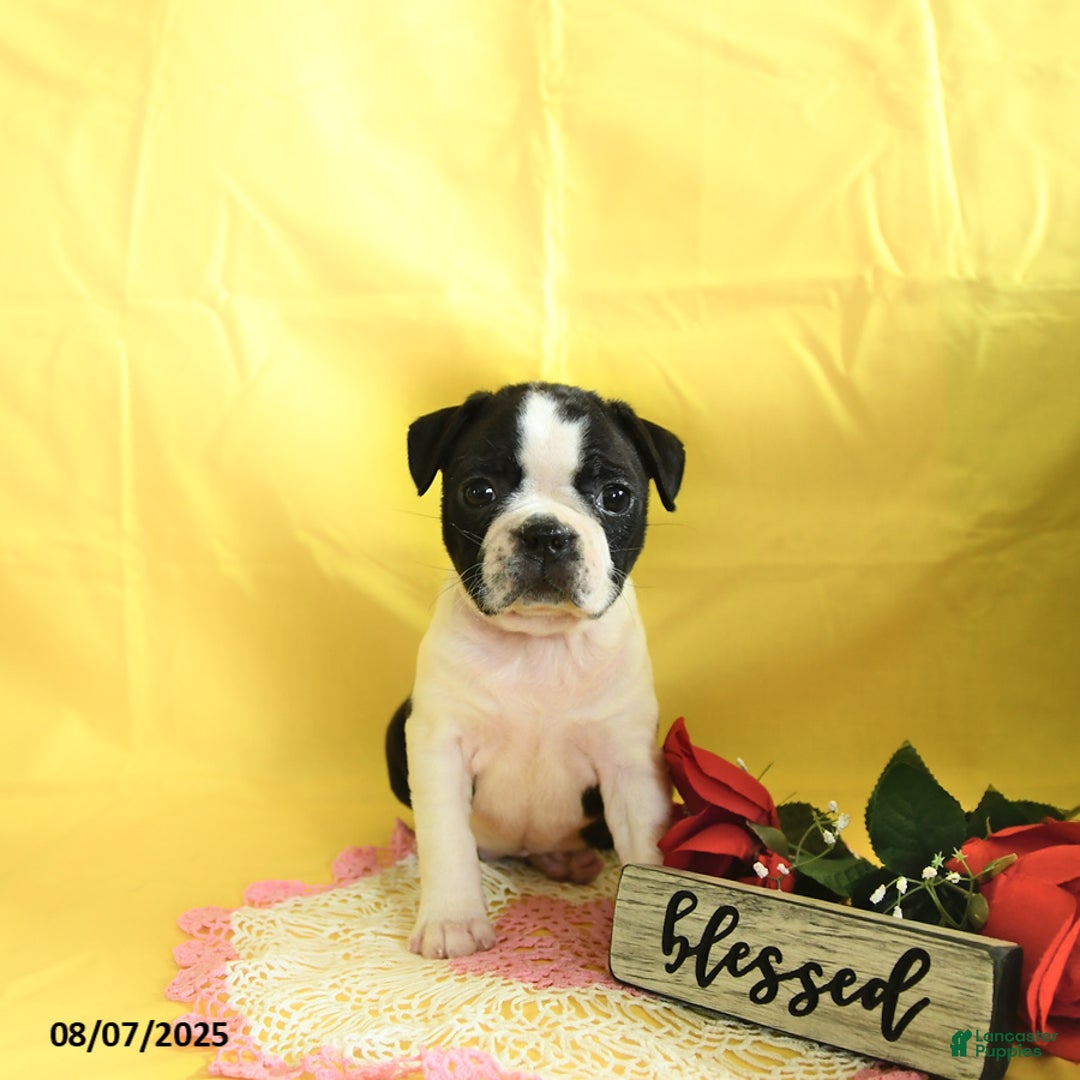 Boston Terrier dogs for sale: Lily - Image 5