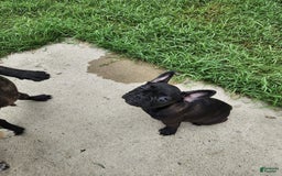 French Bulldog dogs for sale: Coco - Image 3