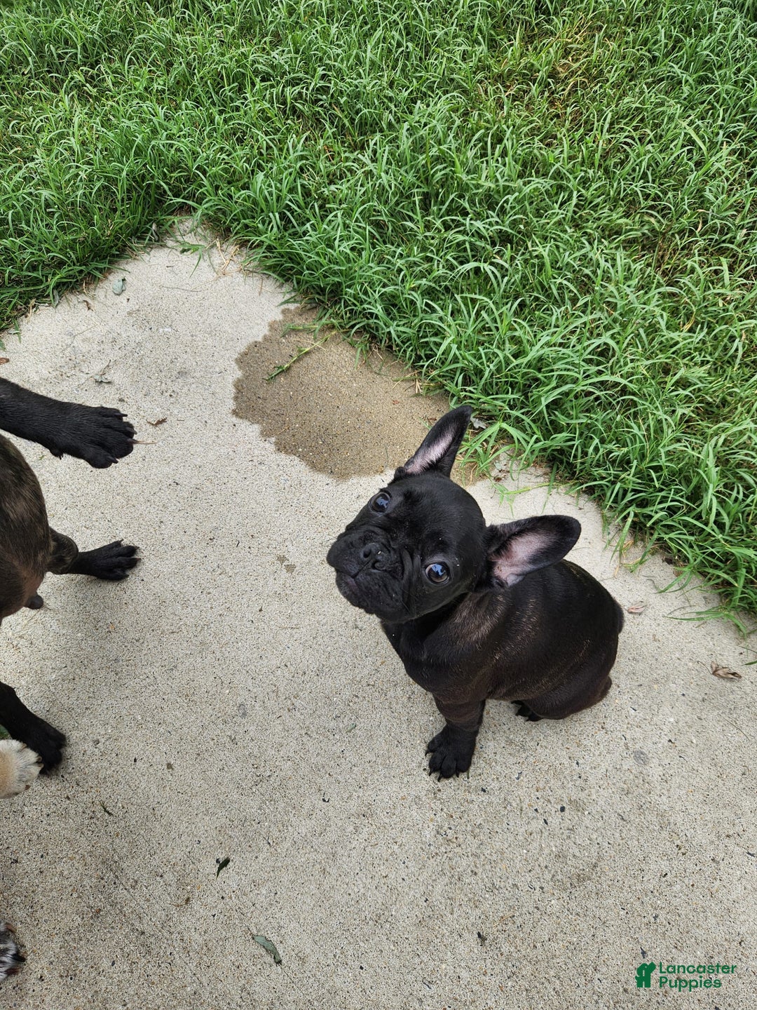 French Bulldog dogs for sale: Coco - Image 3