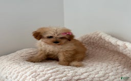 Toy Poodle dogs for sale: Princess - Image 4