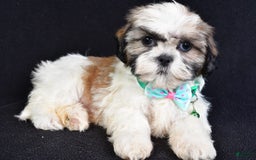 Shih Tzu dogs for sale: Theadore - Image 6