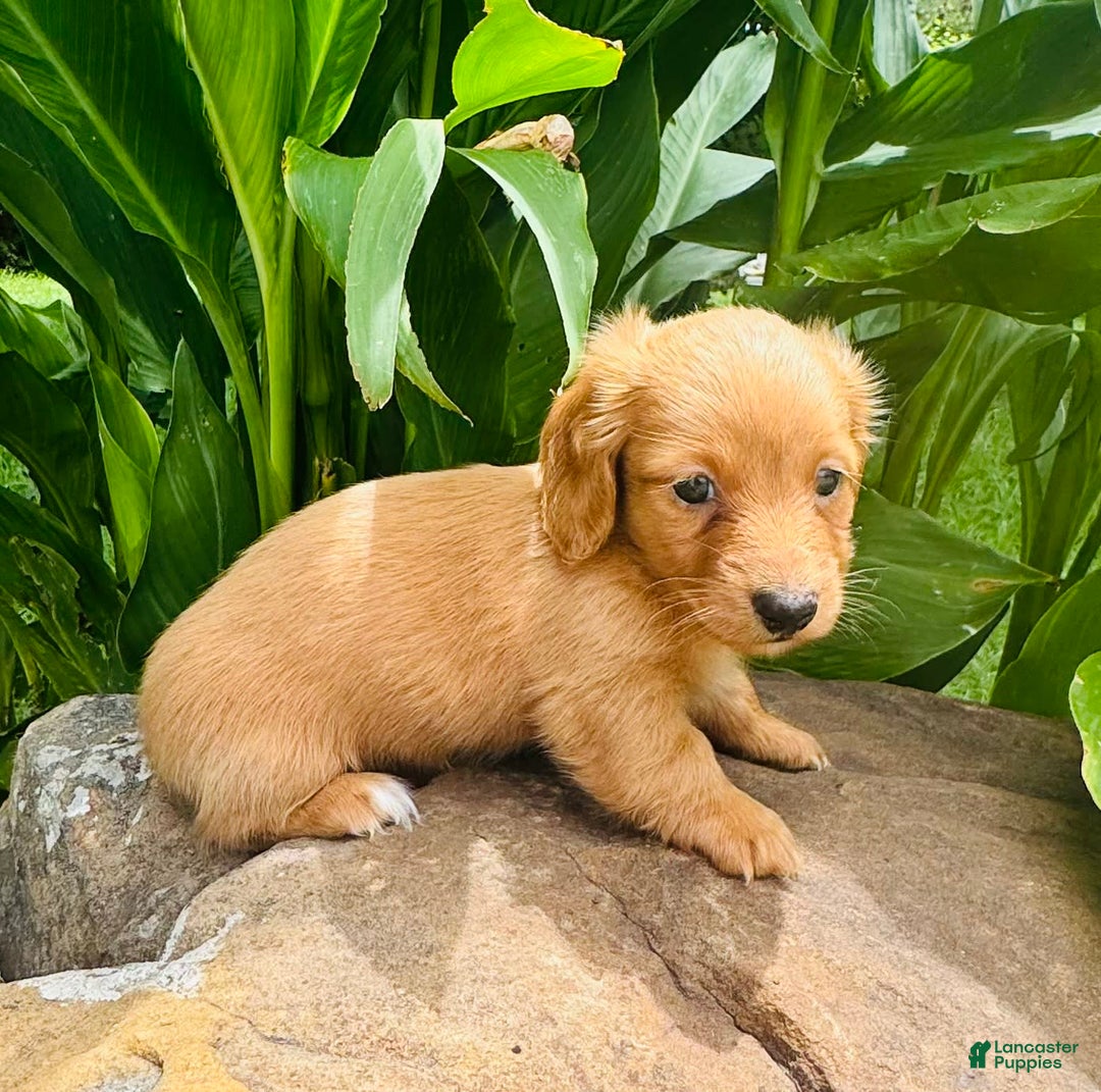 Miniature Dachshund dogs for sale: Gabby Long Haired - Image 11