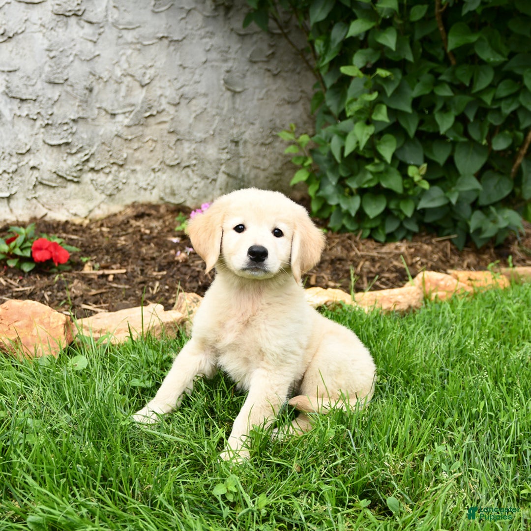 Maremma Sheepdog dogs for sale: Emma - Image 3