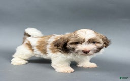 Havanese dogs for sale: OWEN - Image 6