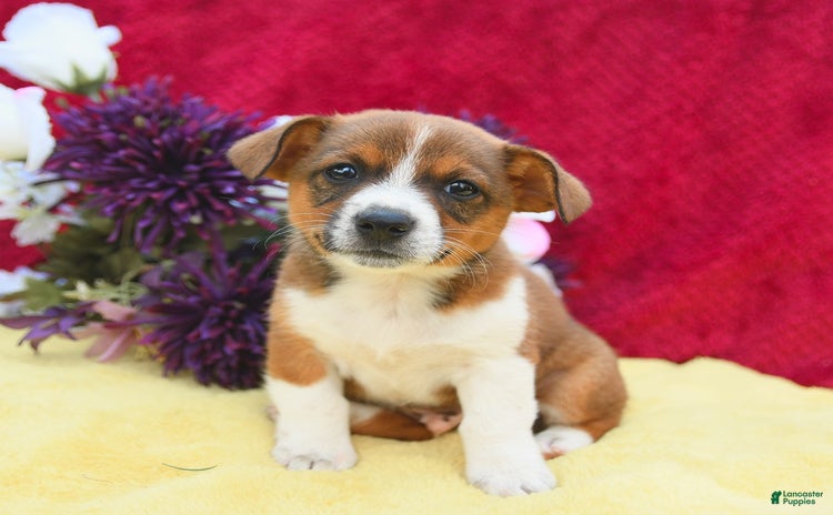 Welsh Corgi Pembroke dogs - Advert 1