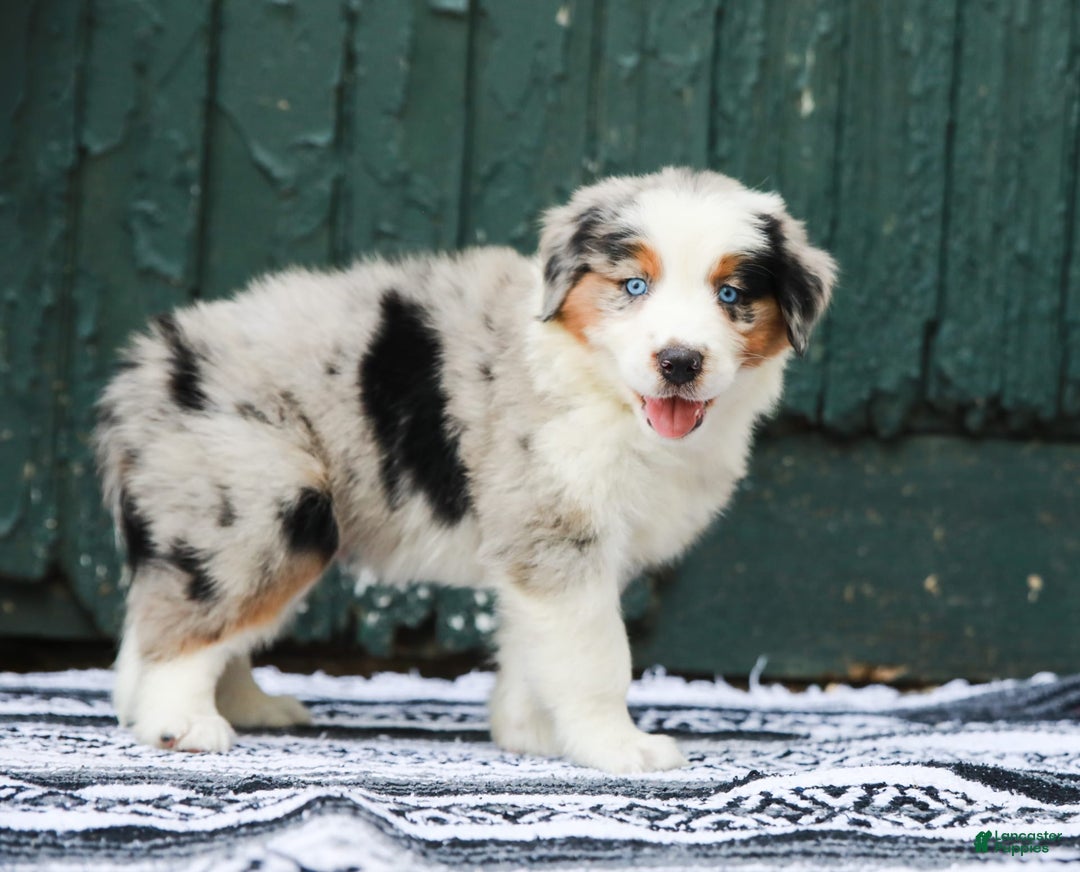 Australian Shepherd dogs for sale: Forest - Image 3