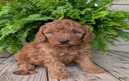 Mini Goldendoodle dogs for sale: Mini -kobe - Image 10