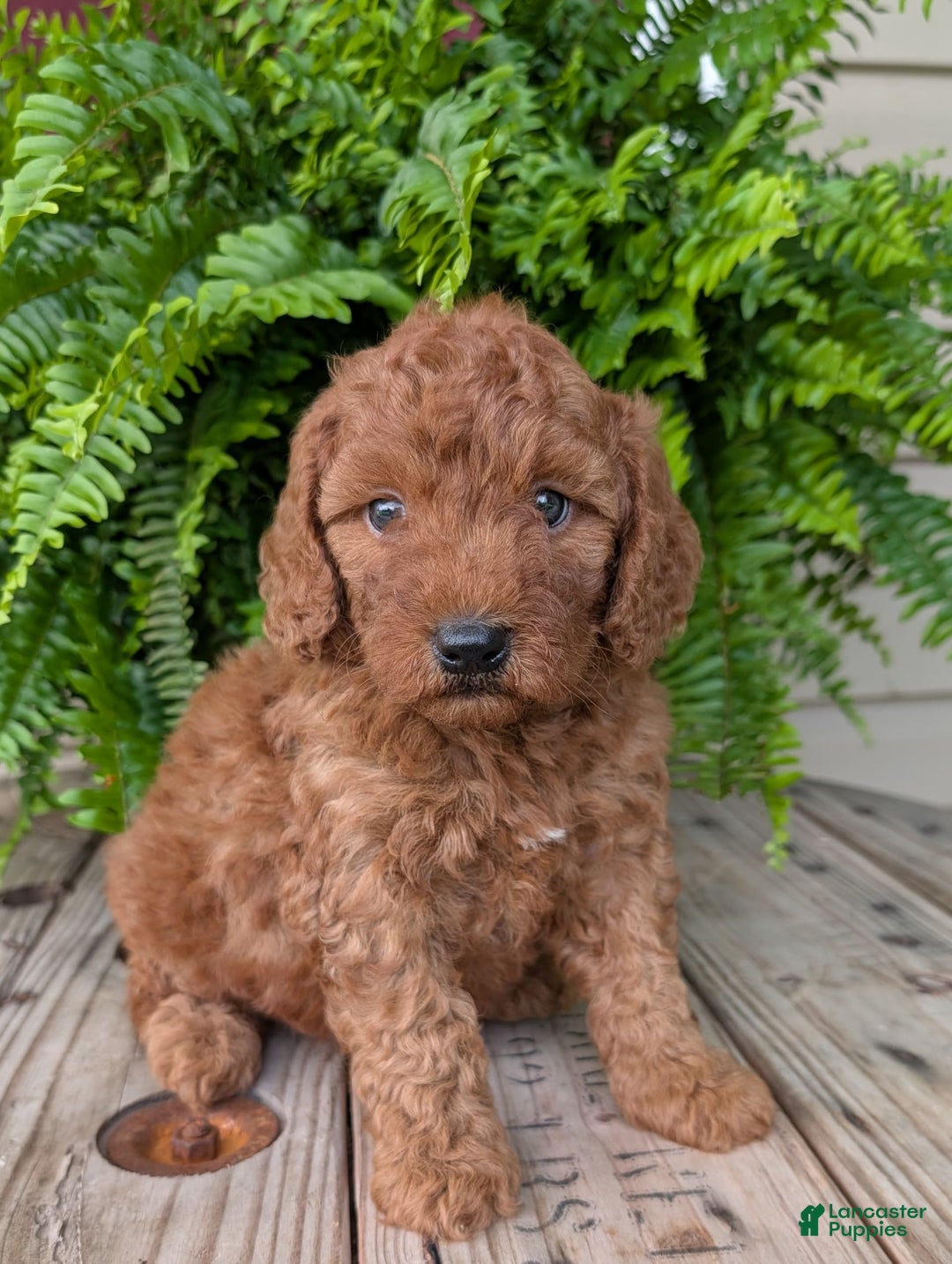 Mini Goldendoodle dogs for sale: Mini -kobe - Image 10