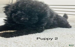 Toy Poodle dogs for sale: Bella - Image 4
