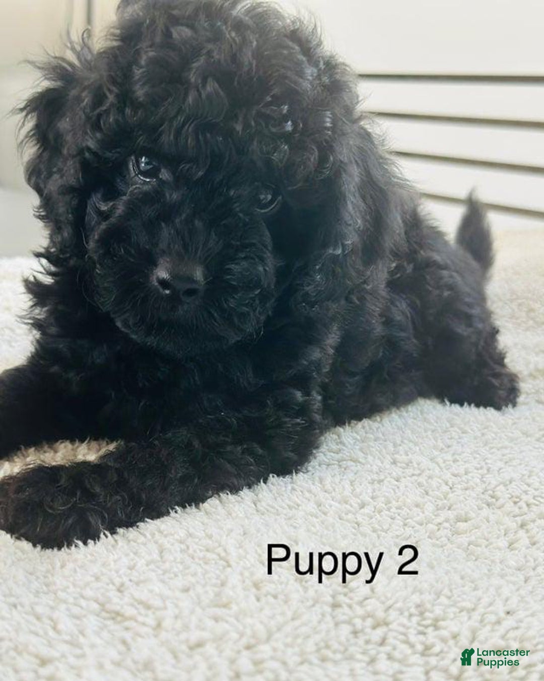 Toy Poodle dogs for sale: Bella - Image 4