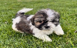 Shih Tzu dogs for sale: Cupcake - Image 6