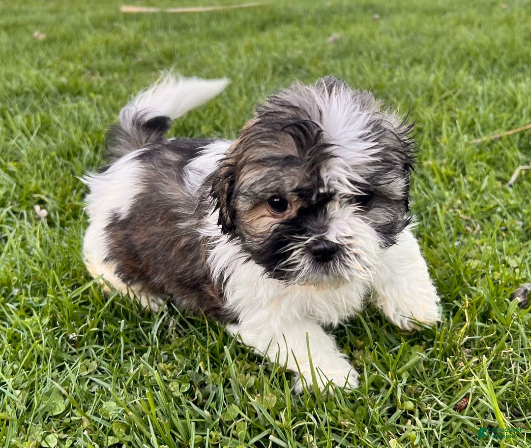 Shih Tzu dogs for sale: Cupcake - Image 6