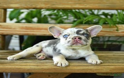 French Bulldog dogs for sale: Wiggles - Image 1