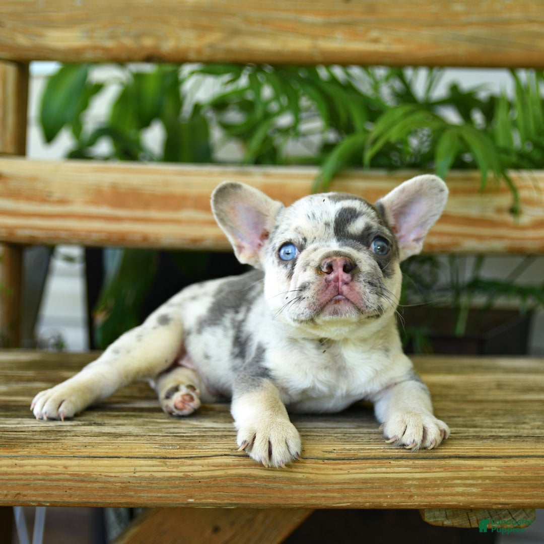 French Bulldog dogs for sale: Wiggles - Image 1