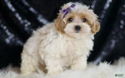 Maltipoo dogs for sale: Ariel - Image 4