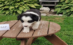 Border Collie dogs for sale: Timber - Image 1