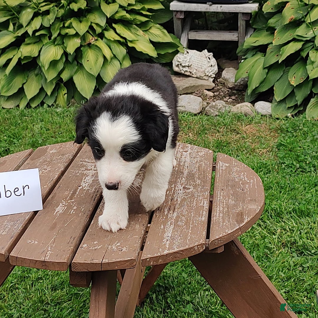 Border Collie dogs for sale: Timber - Image 1