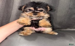 Morkie dogs for sale: Teddy - Image 2
