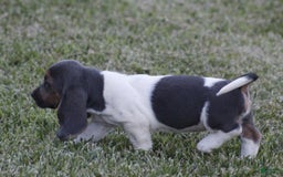 Basset Hound dogs for sale: Flo - Image 4
