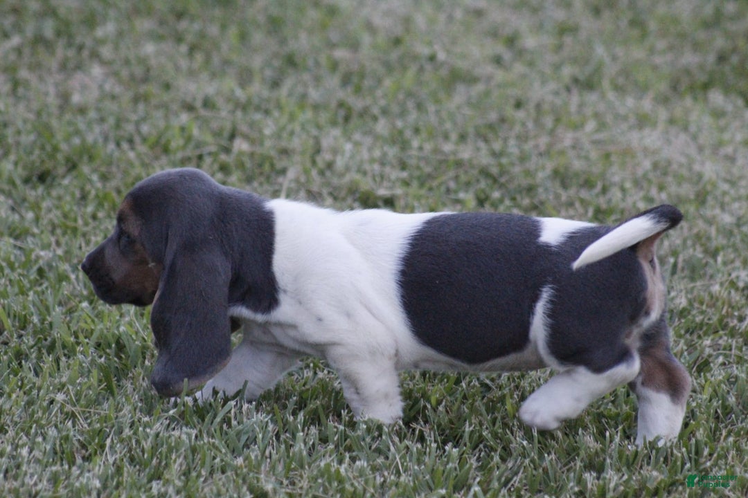 Basset Hound dogs for sale: Flo - Image 4