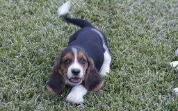 Basset Hound dogs for sale: Ned - Listing for pets: Ann, DEB, Flo, IDA, Jed, Ned, Ted - Image 4