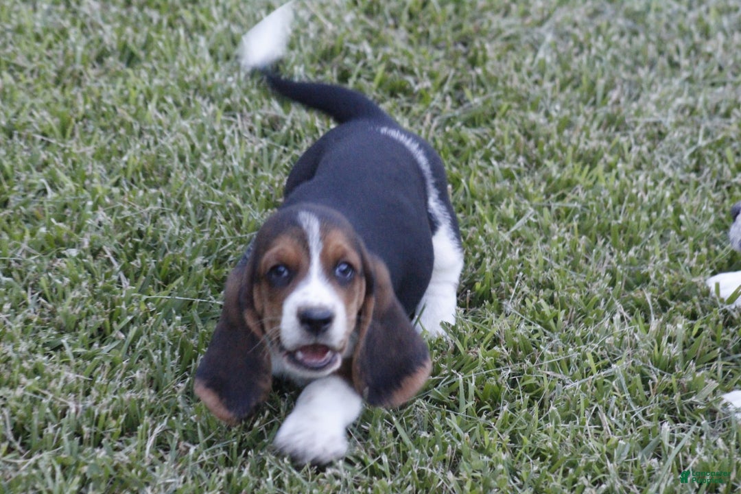 Basset Hound dogs for sale: Ned - Listing for pets: Ann, DEB, Flo, IDA, Jed, Ned, Ted - Image 4