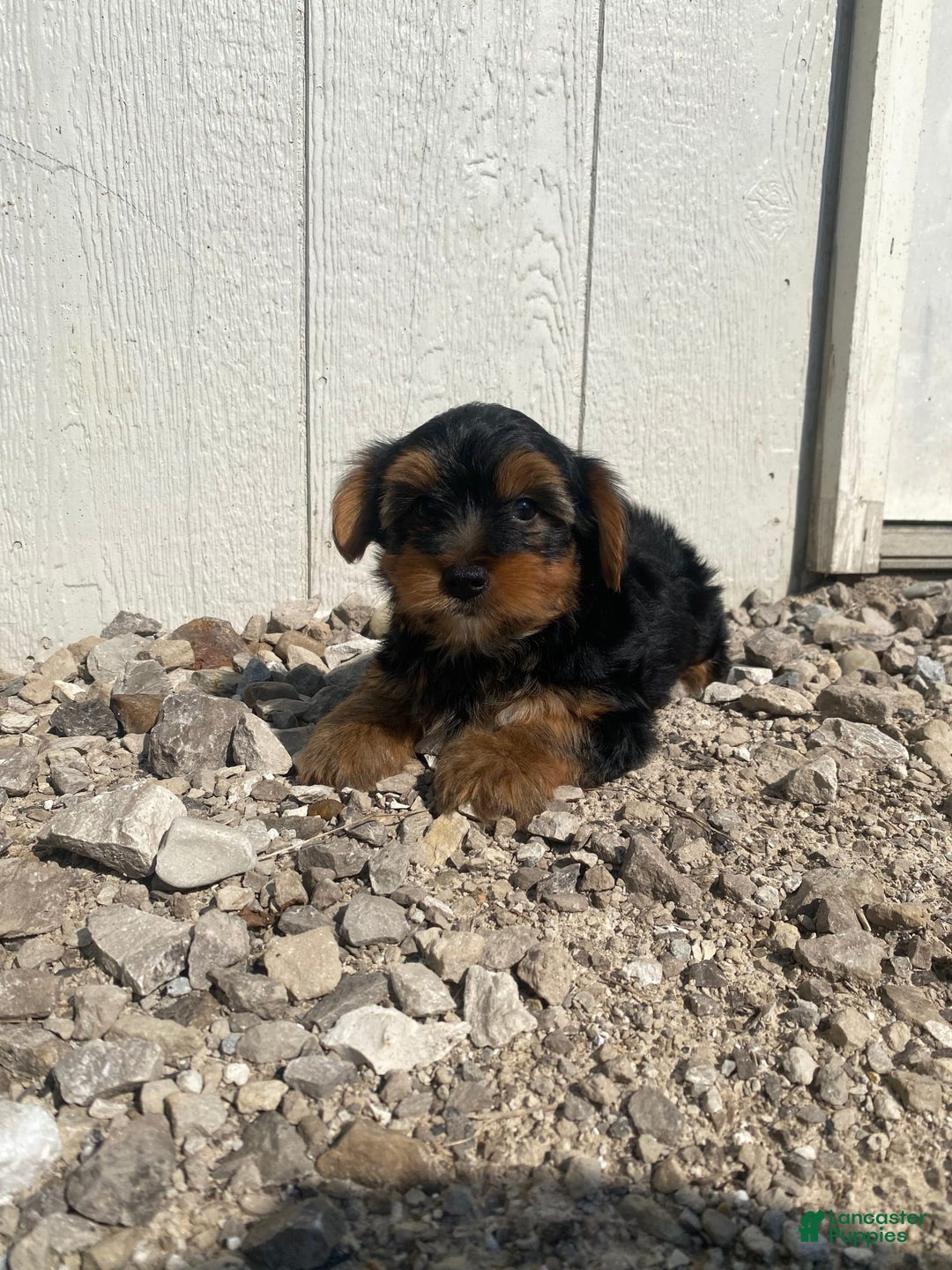 Yorkshire Terrier dogs for sale: Malcolm - Image 9