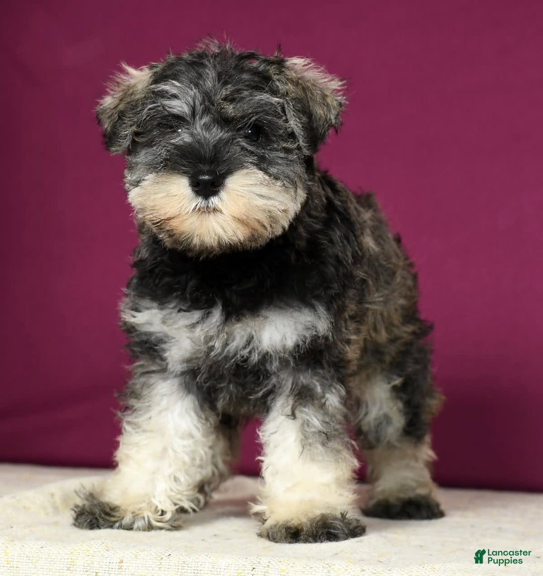 Miniature Schnauzer dogs for sale: Rosemary - Image 1