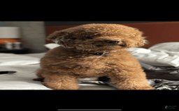 Mini Goldendoodle dogs for sale: Lil Lex - Image 2