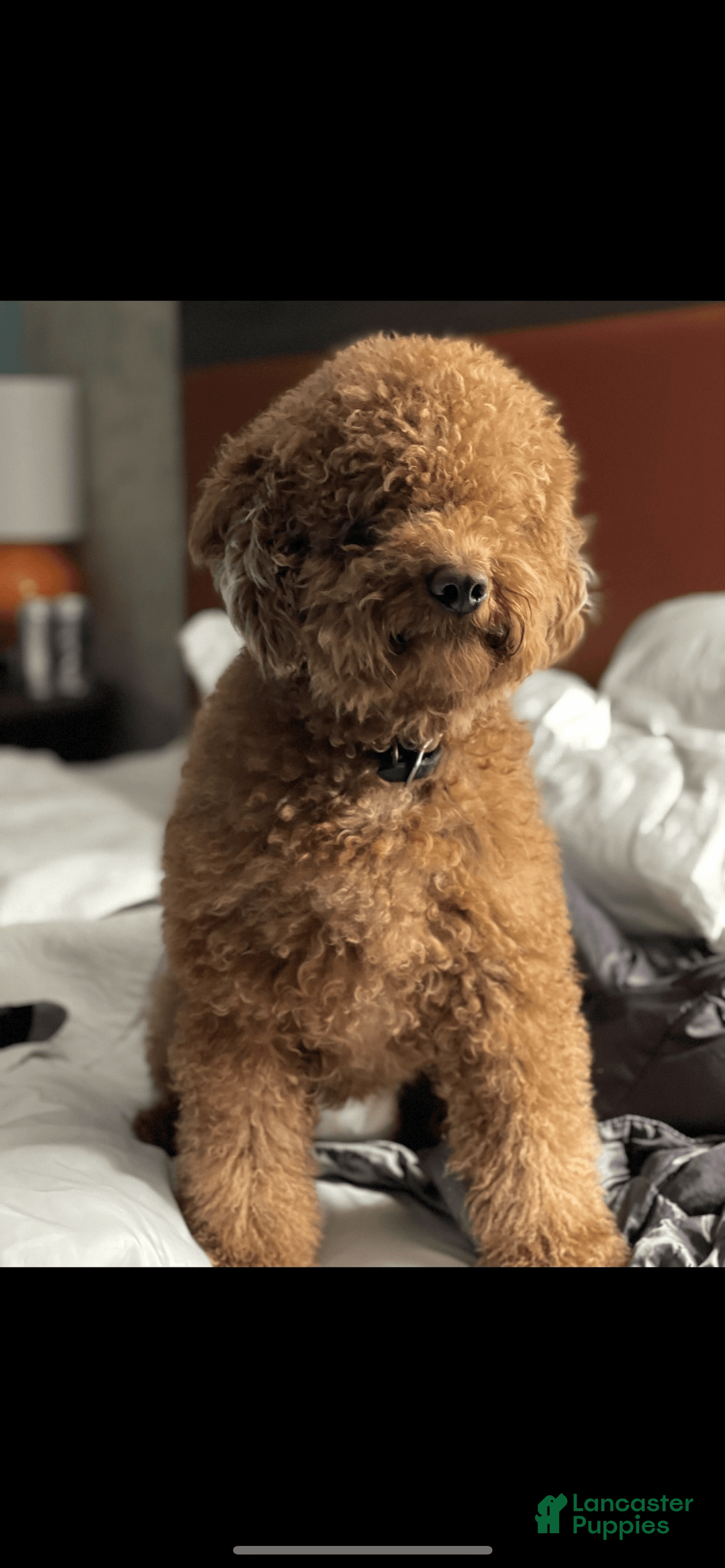 Mini Goldendoodle dogs for sale: Lil Lex - Image 2