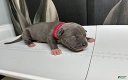 American Bully dogs for sale: Lady Bug - Image 16