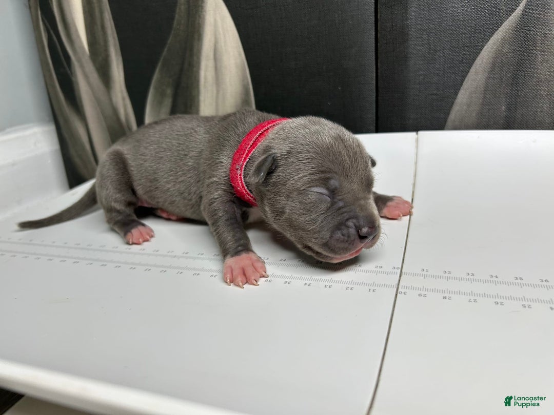 American Bully dogs for sale: Lady Bug - Image 16