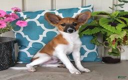 Papillon dogs for sale: Pluto - Image 2
