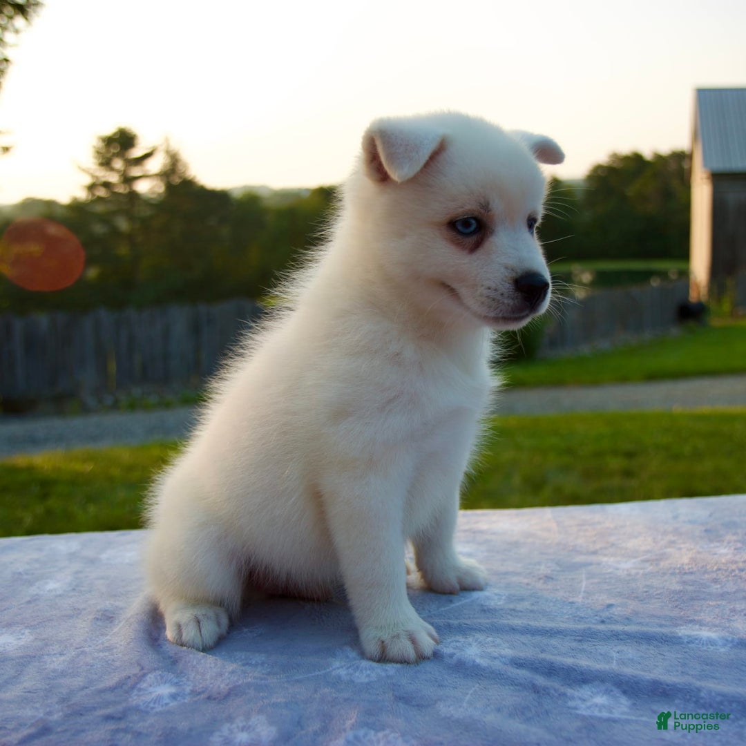 Pomsky dogs for sale: Tucker - Image 6