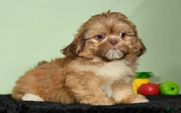 Shih Tzu dogs for sale: Marshall - Image 7