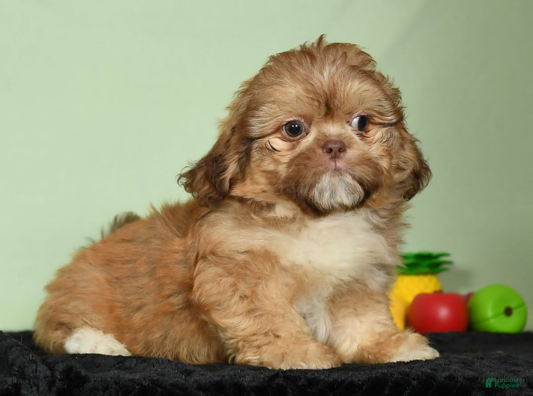 Shih Tzu dogs for sale: Marshall - Image 7