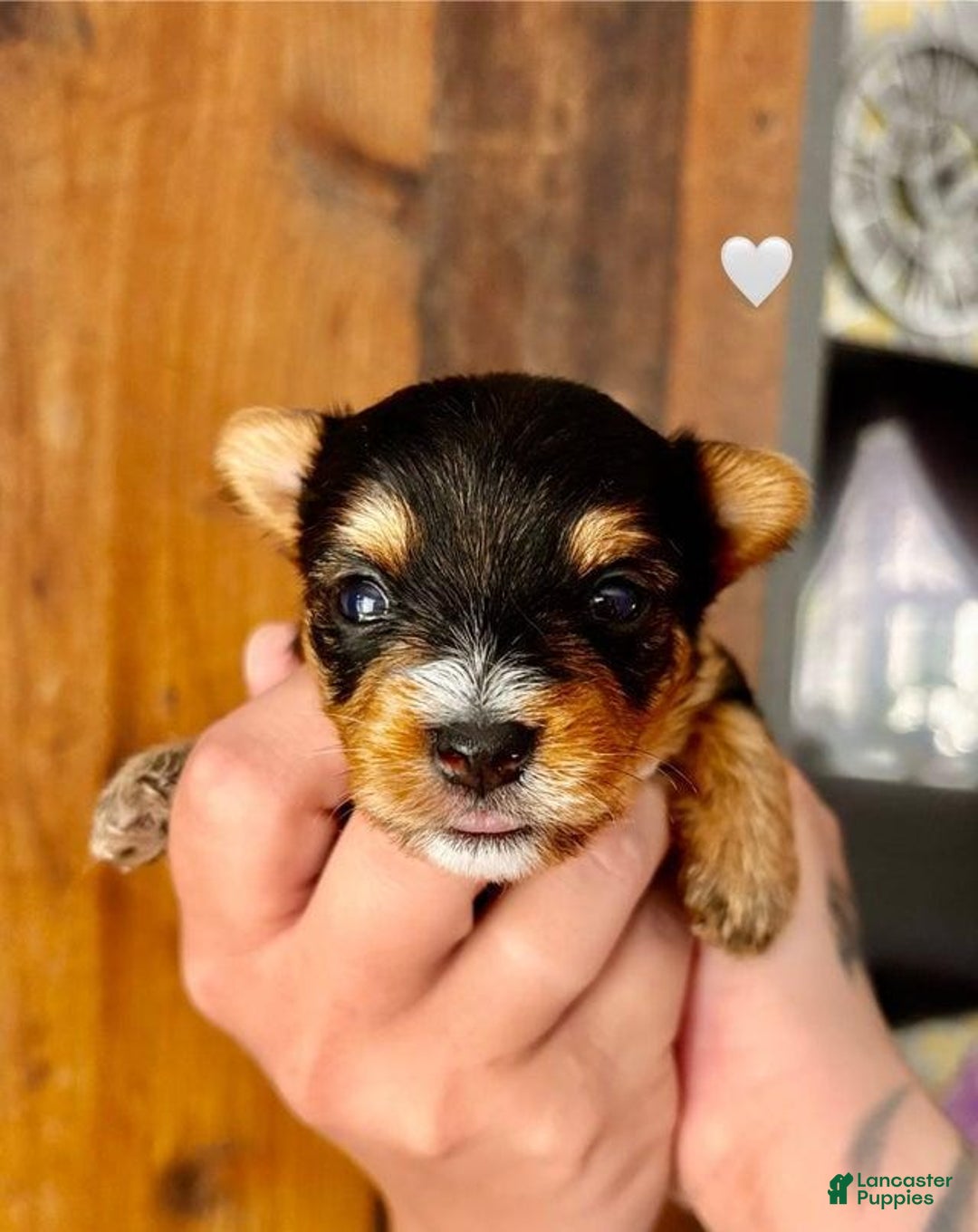 Yorkshire Terrier dogs for sale: Faro - Image 6