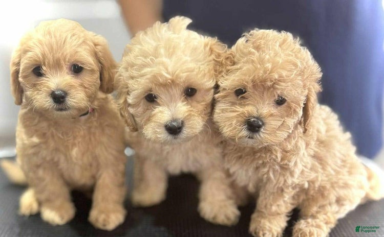 Maltipoo dogs - Advert 36