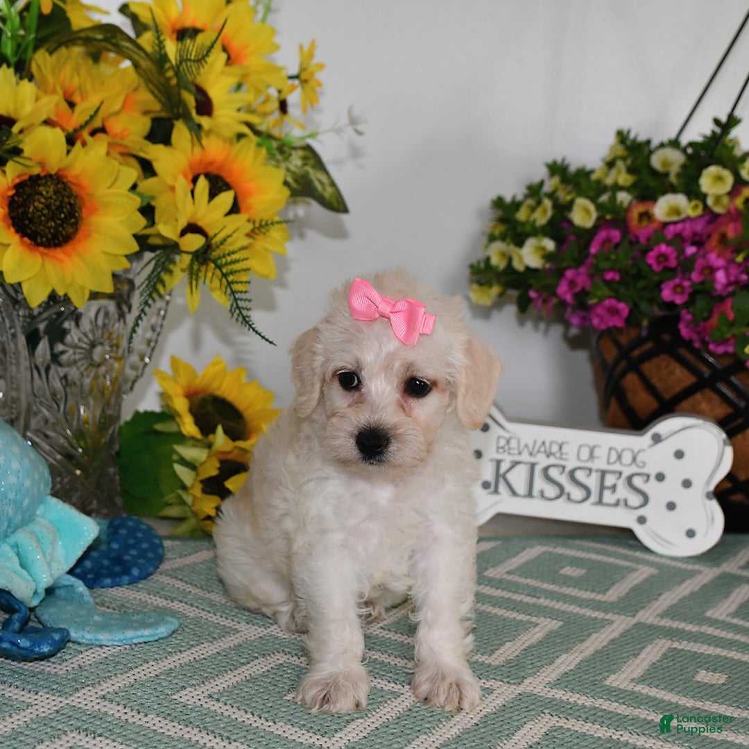 Schnoodle dogs for sale: Lily - Image 6