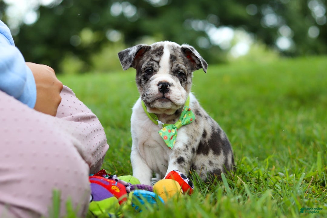 Beabull dogs for sale: Oreo - Image 3