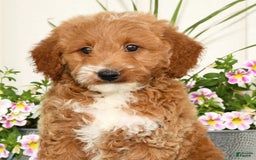 Mini Goldendoodle dogs for sale: Quinn - Image 3